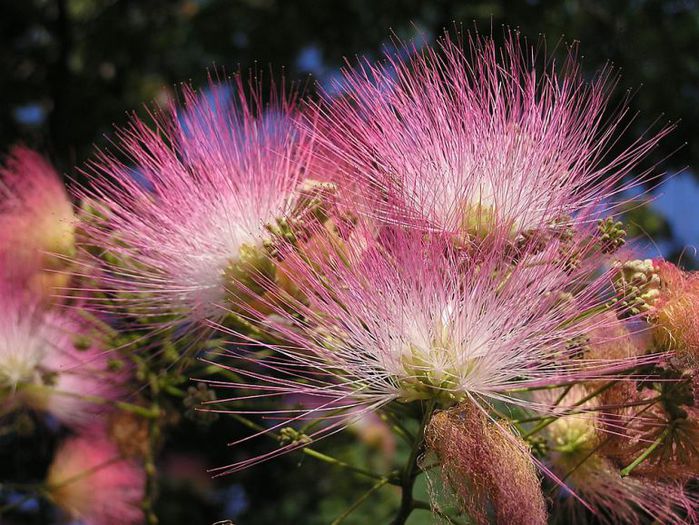 arborele-de-matase-Albizia-julibrissin - f comanda plante pepiniera mizil 2015