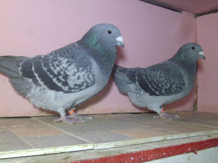 REZERVATI