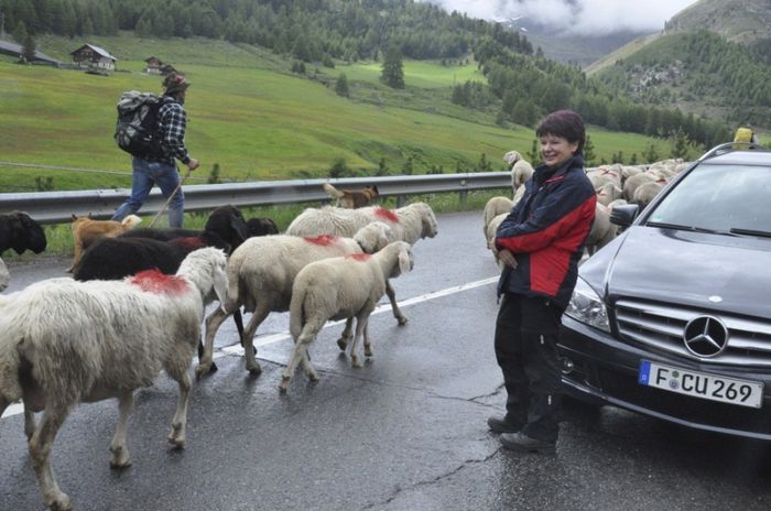 A oprit masina sa treaca oile - RASE DE VACI DEOSEBITE