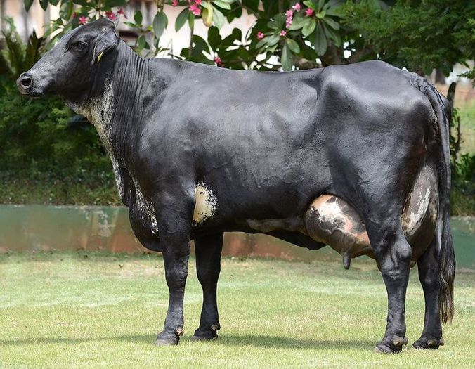 Rasa Girolando neagra - RASE DE VACI DEOSEBITE
