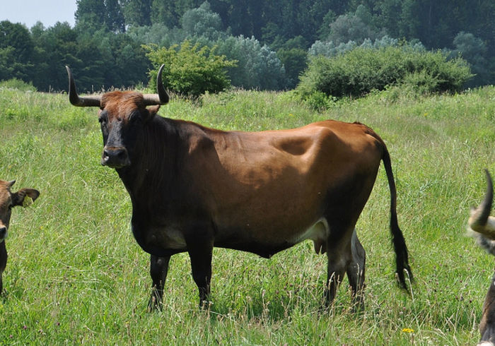 Rasa primitiva Aurochs -Bos primigenius - RASE DE VACI DEOSEBITE