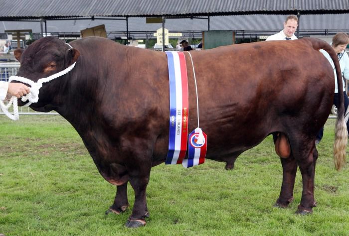 Rasa Red Poll deosebit - RASE DE VACI DEOSEBITE