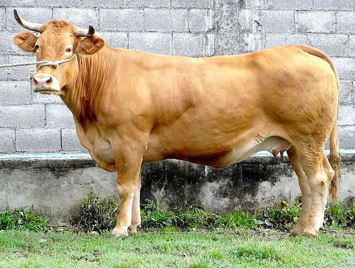 Rasa Rubia Gallega mare - RASE DE VACI DEOSEBITE