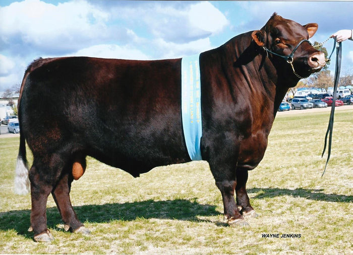Taur din rasa Red Poll la concurs - RASE DE VACI DEOSEBITE