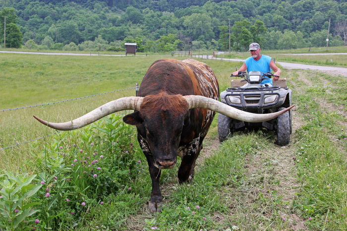 Taurul mare din rasa Texas Longhorn - RASE DE VACI DEOSEBITE