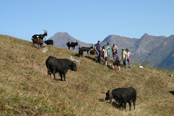 Vaci capre si turisti - RASE DE VACI DEOSEBITE