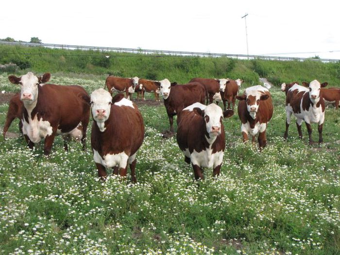 Vacutele Hereford la pasune - RASE DE VACI DEOSEBITE