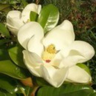 magnolia grandiflora; dianadia
