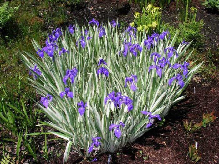 Iris_laevigata_Variegata_NW - irisi variegated