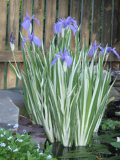 1IRLAEVVA - irisi variegated