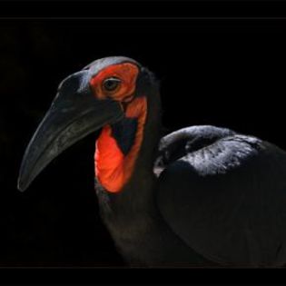 18681_48b000992646ba42e3a242bc52558517_mdsq (1) - BIRDS