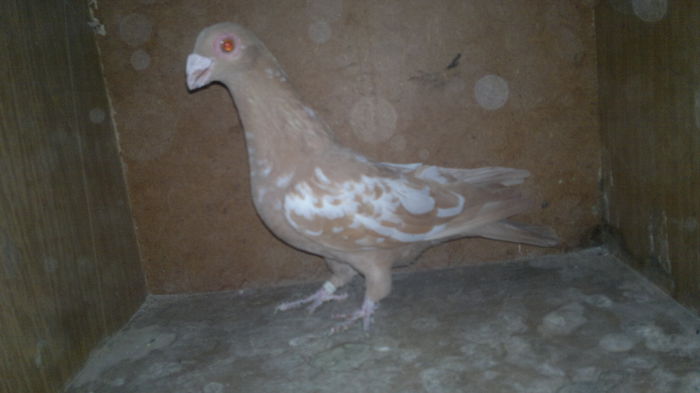 2015-10-29-9935 - pui 2012