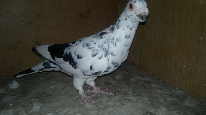 2015-10-29-9960 - pui 2012