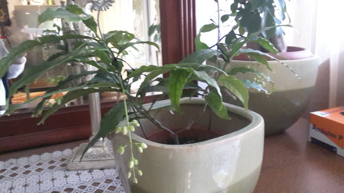 walichii - clerodendronii mei