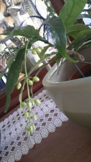 20151029_111431 - clerodendronii mei