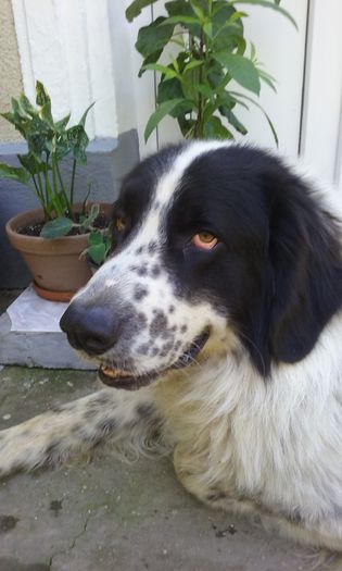 Bruno- 5 ani - Sasha si Bruno