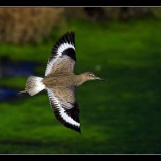 19674_917be43e4766cd900aca0b53d6ec4b4b_mdsq - BIRDS