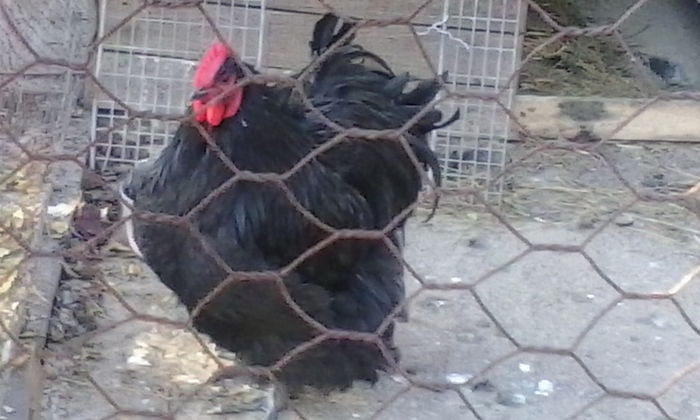 IMG_20151029_155017_1