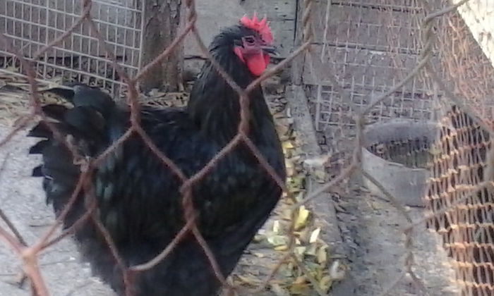 IMG_20151029_155001_1