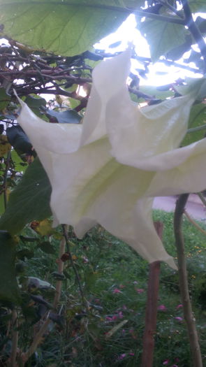 inflorita in 28.10.15 - brugmansia 2015