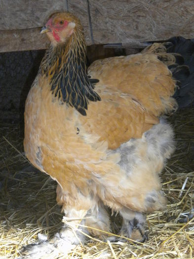 pf2-26 - TINERET 2015