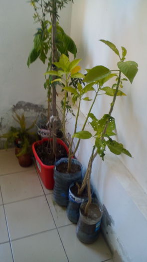 IMG_20151028_123623 - brugmansia 2015
