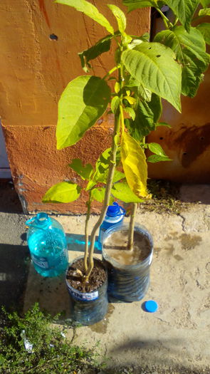 IMG_20151028_120153 - brugmansia 2015