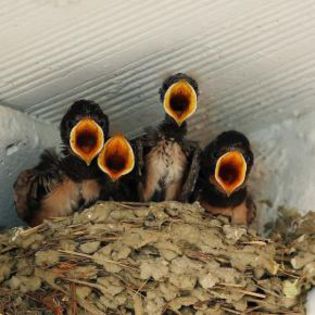 19784_69305a03bc1ffdcc21cbb7a3879f5a32_mdsq - BIRDS