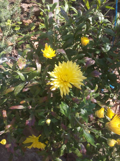 A inflorit a doua oare - Crizantemele mele 2015 octombrie
