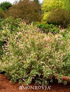 Salix integra Hakuro-nishiki; Salcie japoneza,Inaltimea maxima: 2 m ,Cresterea: Mediu-rapid,Culoarea frunzelor: Verde  crem - roz - alb
