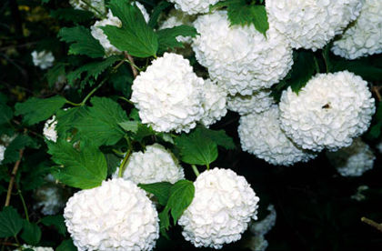 Viburnum opulus Roseum  Boules de neige; Bulgaras de zapada,Inaltimea maxima: 4 m ,Cresterea: Medie ,Culoarea frunzelor: Verde 
Culoarea florilor: albe
