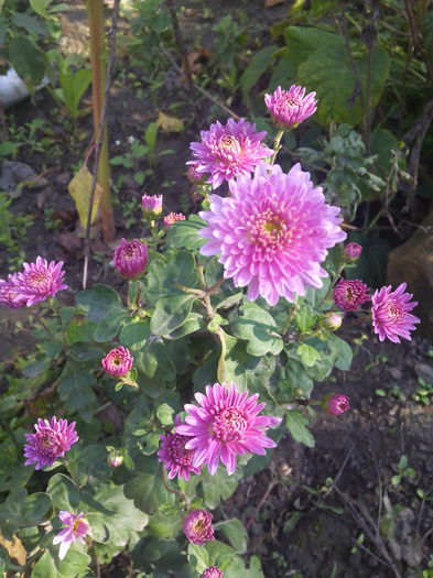 1446116972695 - Crizantemele mele 2015 octombrie