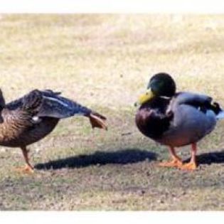 19798_07b80568de40fbb3de9e00ab2b1a9afa_mdsq - BIRDS