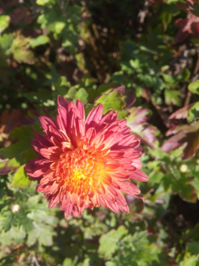 1446116855402 - Crizantemele mele 2015 octombrie