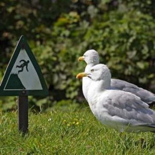 20124_966950572ce50c58e782fb5c2210faf8_mdsq - BIRDS