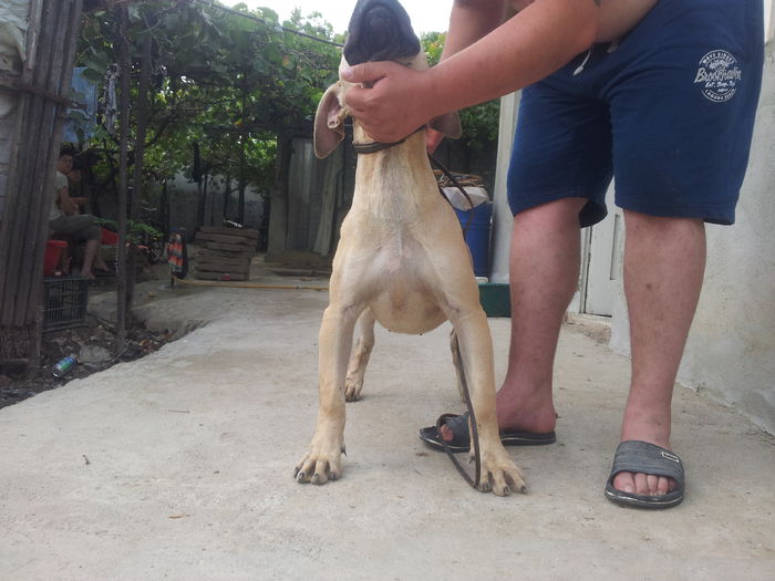 20150909_161127 - dogo canario  presa canero my dogs