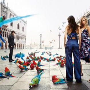 20189_22dbd49b9e0f59c9f8e26e55ad761dff_mdsq - BIRDS