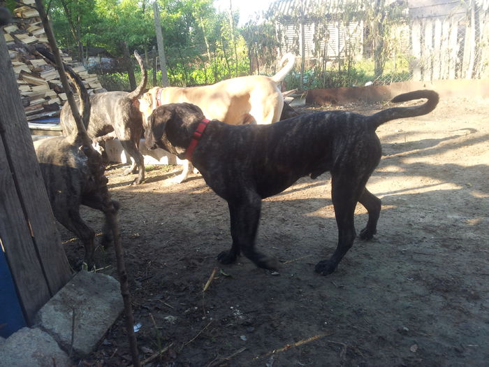 20150915_085102 - dogo canario  presa canero my dogs