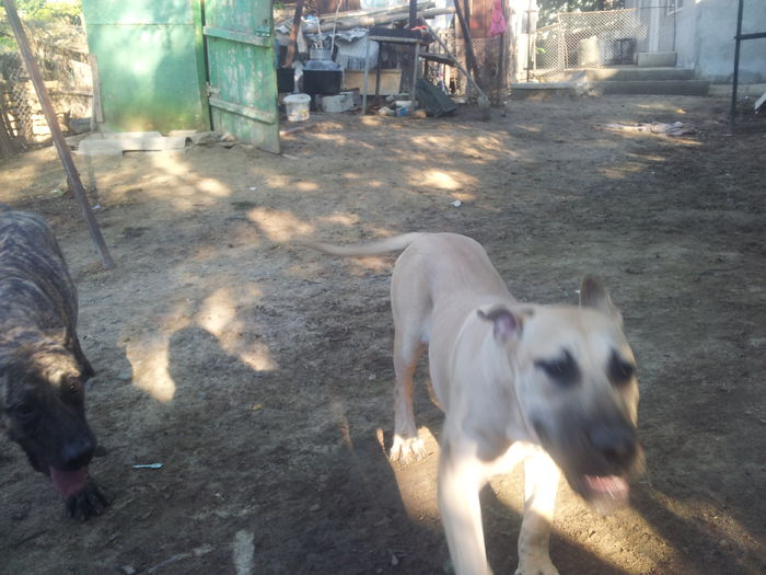 20150915_085106 - dogo canario  presa canero my dogs