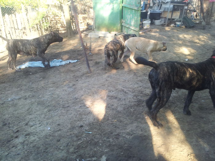 20150915_085124 - dogo canario  presa canero my dogs