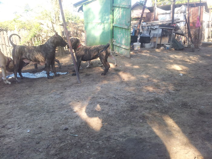 20150915_085131 - dogo canario  presa canero my dogs