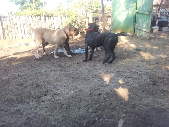 20150915_085135 - dogo canario  presa canero my dogs