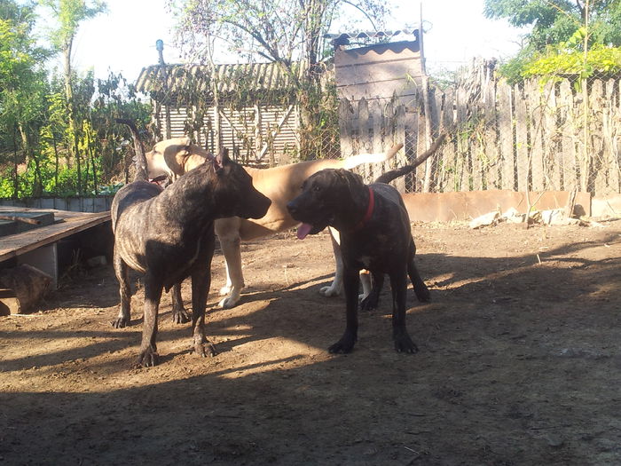 20150915_085702 - dogo canario  presa canero my dogs