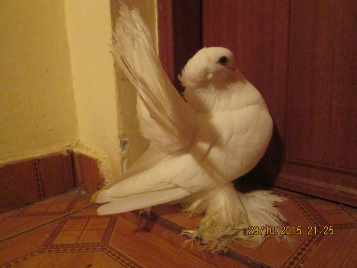 rostowi si siberieni 040