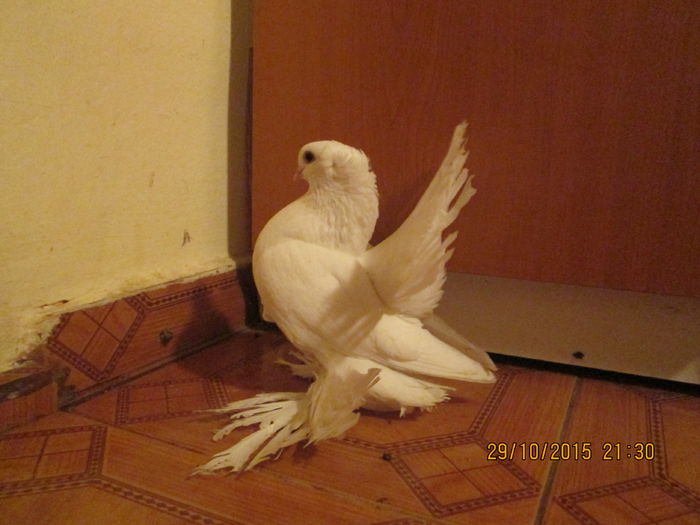 rostowi si siberieni 052