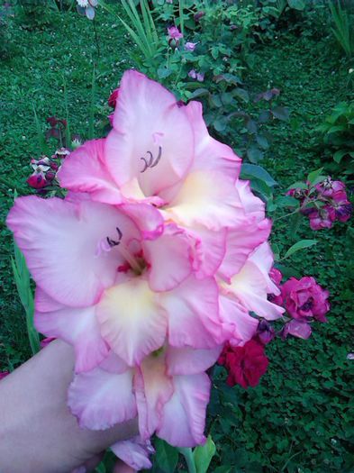 IMG_20150726_152505 - Colectia de gladiole 2015