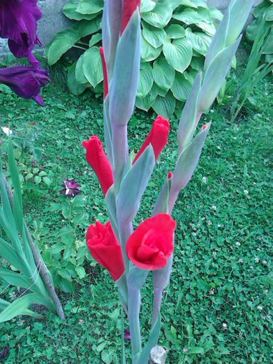 IMG_20150726_152426 - Colectia de gladiole 2015