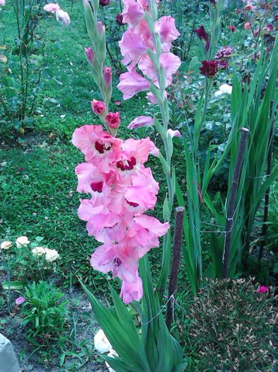 IMG_20150726_152400 - Colectia de gladiole 2015