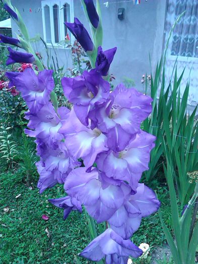 IMG_20150726_152336 - Colectia de gladiole 2015