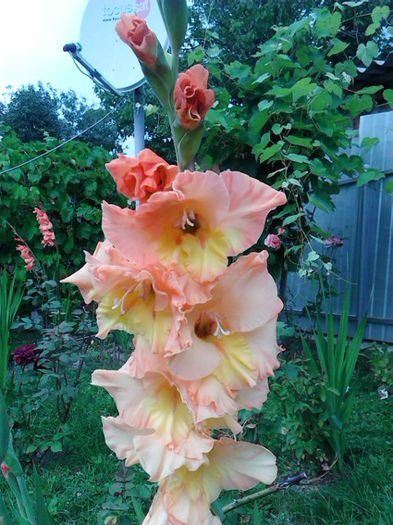 IMG_20150726_152317 - Colectia de gladiole 2015